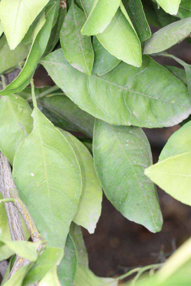              Sun leaves (Riverside, CA)       